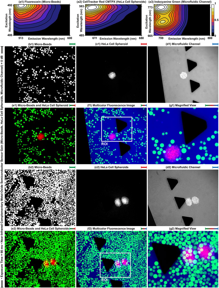 Enhancing Cancer Diagnosis and Therapy with Epi-fluorescent Microscopy